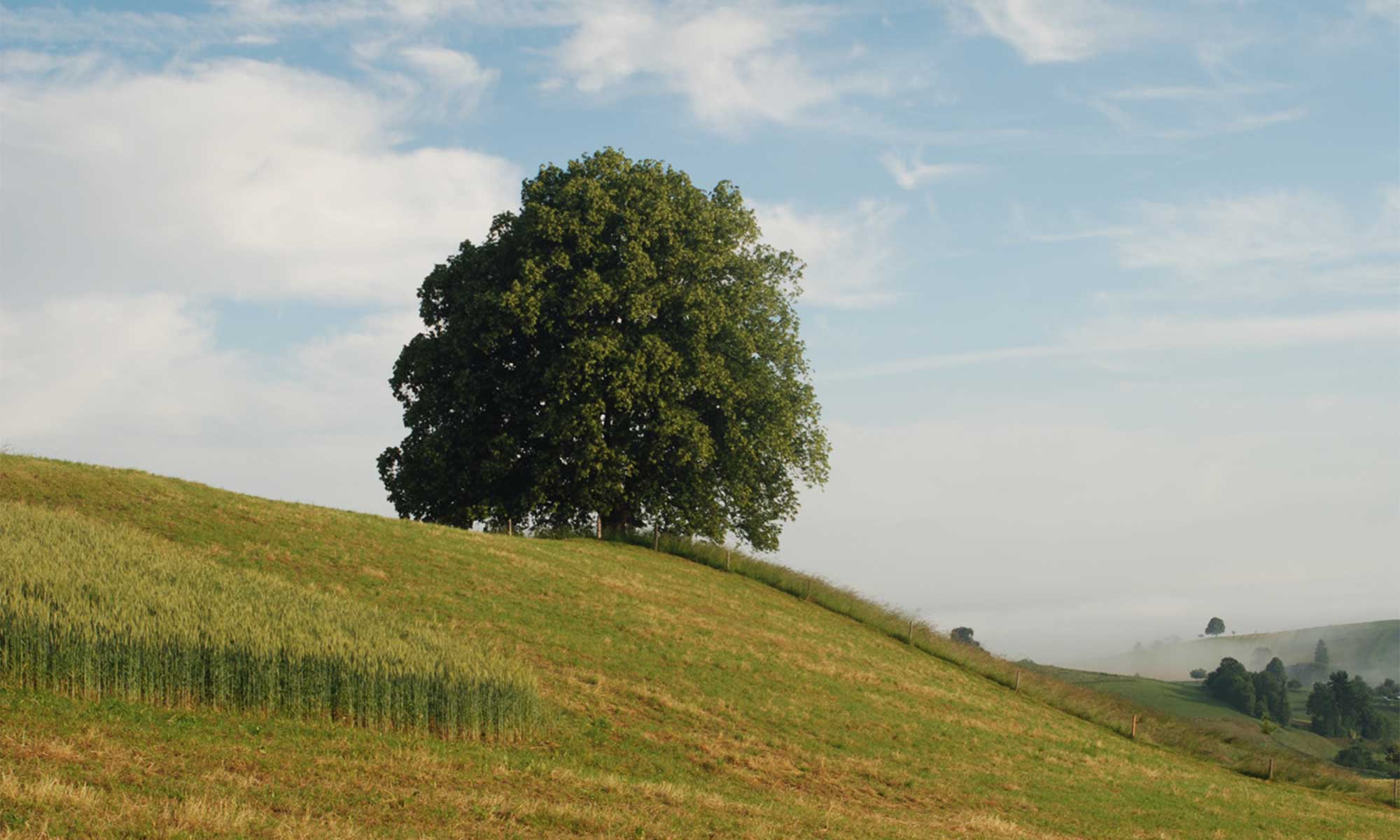 layout-eriswil